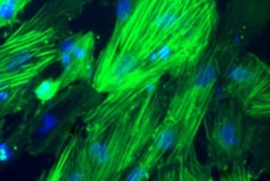 Biomaterial transform stem cells