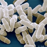 Bacteria in Guts