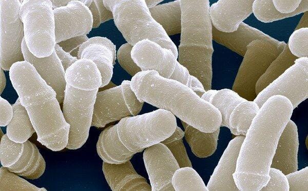 Bacteria in Guts