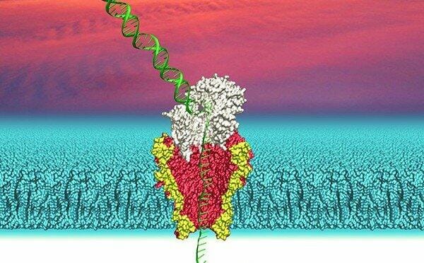 Nanopore proteins