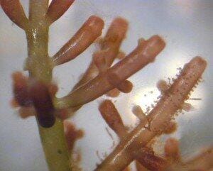 red algae