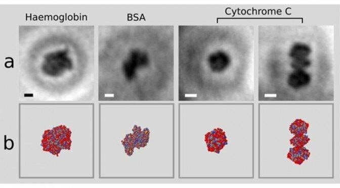 single protein hologram structure