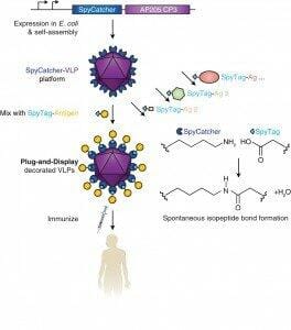 Virus-like particle decoration