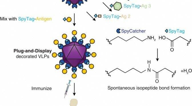 Virus-like particle decoration