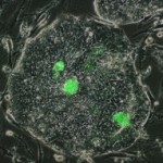 GFP tagged naive stem cells