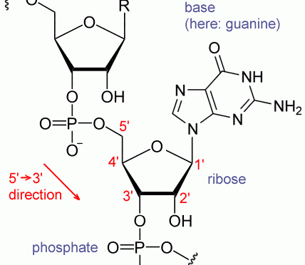 RNA