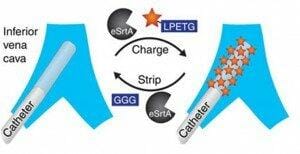 eSrtA. biofilm regeneration.