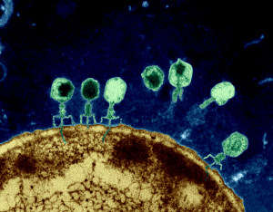 phage