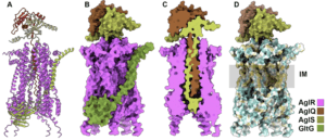 AlphaFold-predicted structure of the Agl-Glt complex in Myxococcus xanthus